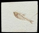 Bargain, Diplomystus Fossil Fish - Wyoming #67956-1